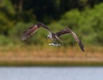 Osprey Catches Two&nbsp;Fish