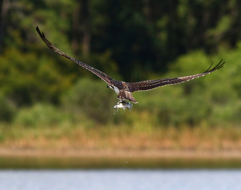 Osprey Catches Two Fish 