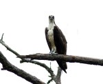 Osprey Giving Me The&nbsp;Look