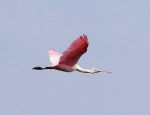 Spoonbill Arrives at the&nbsp;Marsh