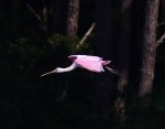 Spoonbill Arrives at the&nbsp;Marsh