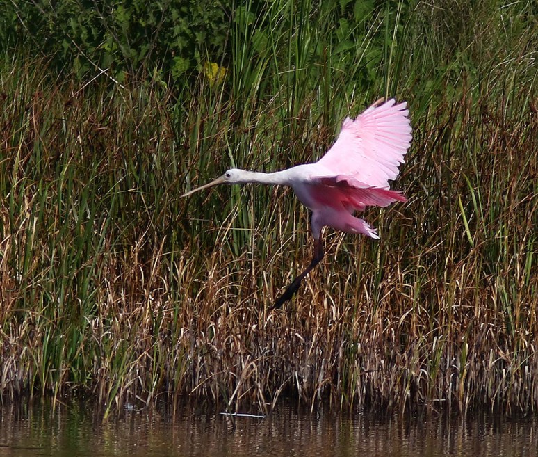 Spoonbill Arrives at the Marsh