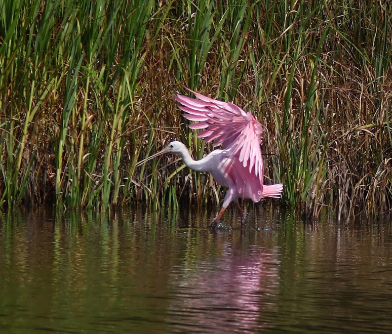 Spoonbill Arrives at the Marsh