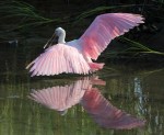 Spoonbill in the Salt&nbsp;Marsh