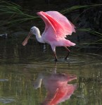 Spoonbill in the Salt&nbsp;Marsh
