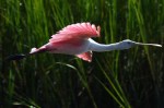 Spoonbill in the Salt&nbsp;Marsh
