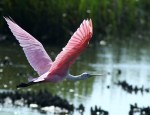 Spoonbill in the Salt&nbsp;Marsh