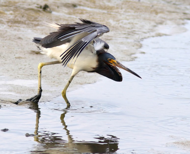 Tricolor Fly and Fish 