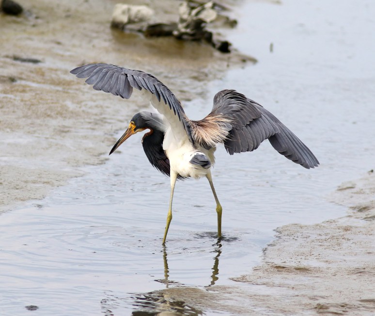 Tricolor Fly and Fish 