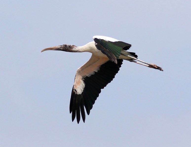 Wood Stork Arriving