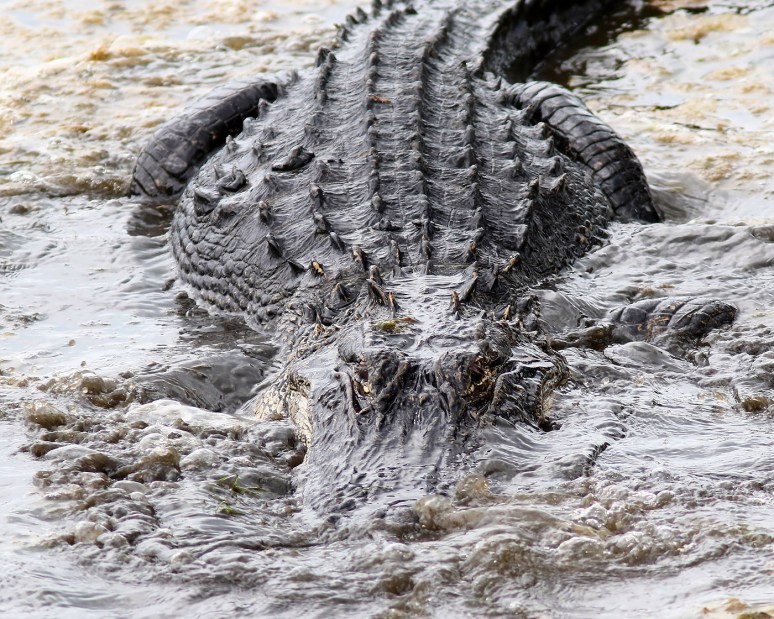 Alligator Crunching Crab 