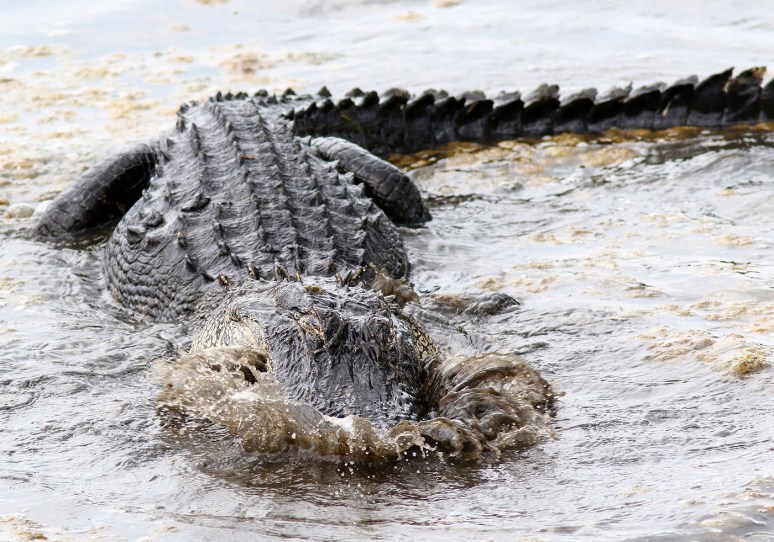 Alligator Crunching Crab 