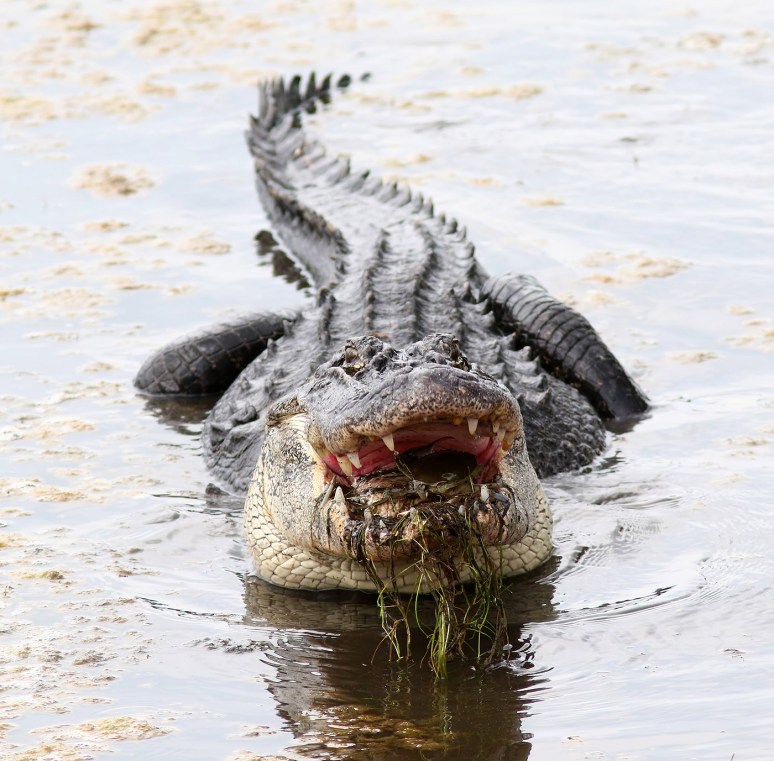 Alligator Crunching Crab 