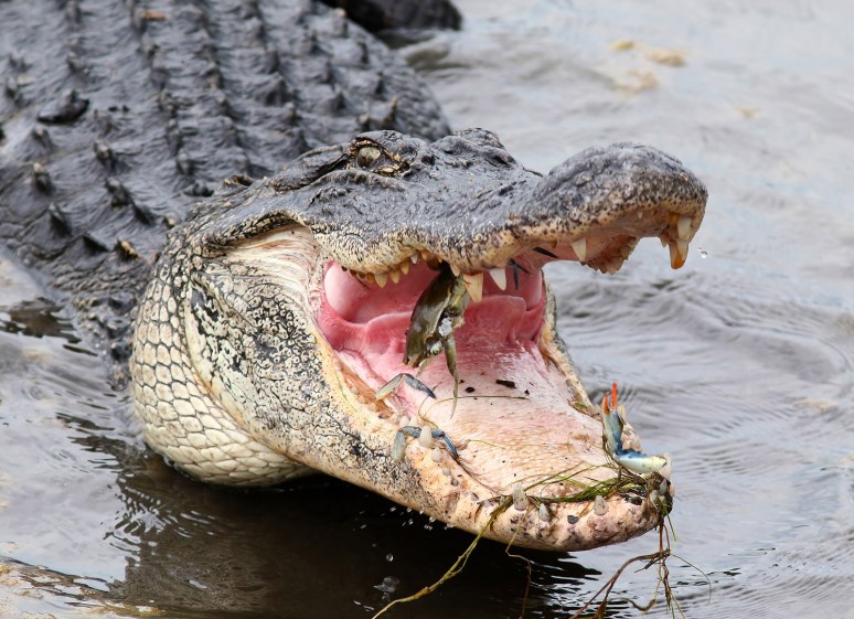 Alligator Crunching Crab 