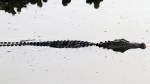 Alligator Glides Into&nbsp;Sunlight