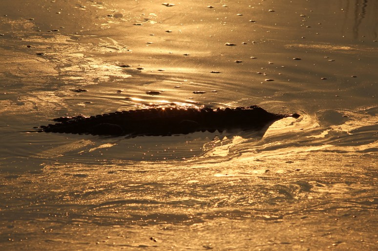 Alligator Glides Into Sunlight 