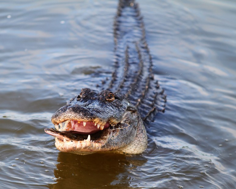 Alligator with Flounder 
