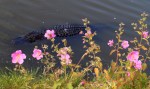 Alligator with Flowers