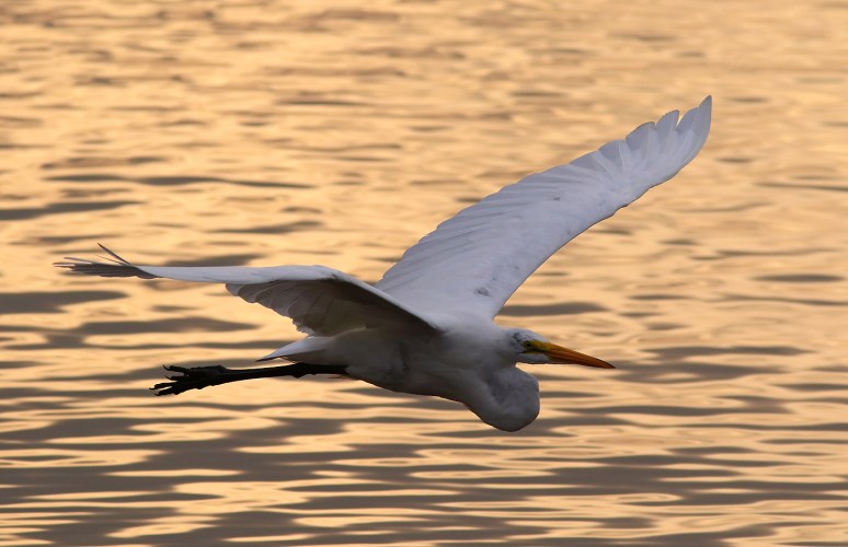 Egret Evening Flight