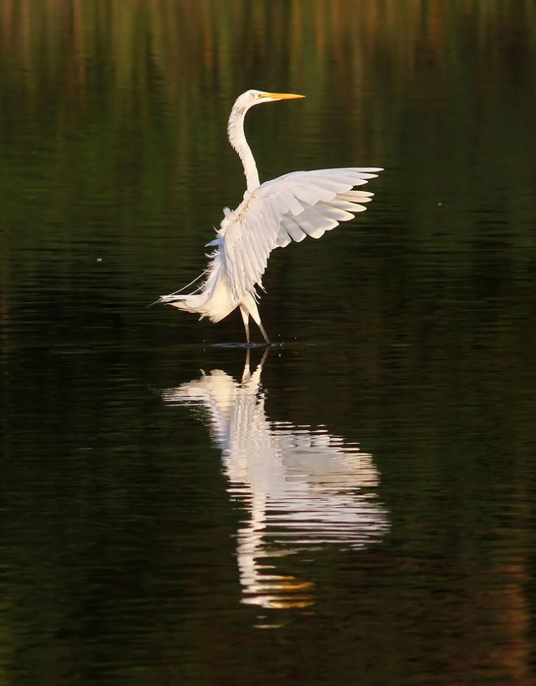 Egret Stops In