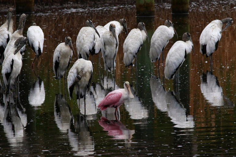 Fun With Spoonbills 
