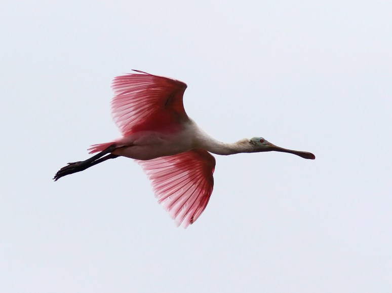 Fun With Spoonbills 