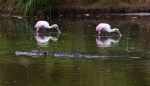 Fun With Spoonbills