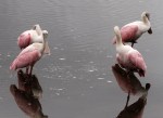 Fun With Spoonbills