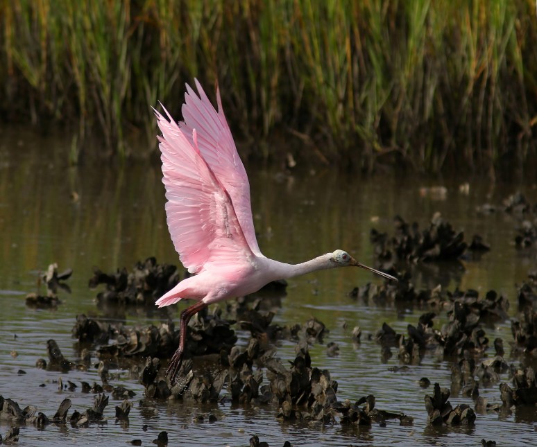 Jumping Off From The Marsh 