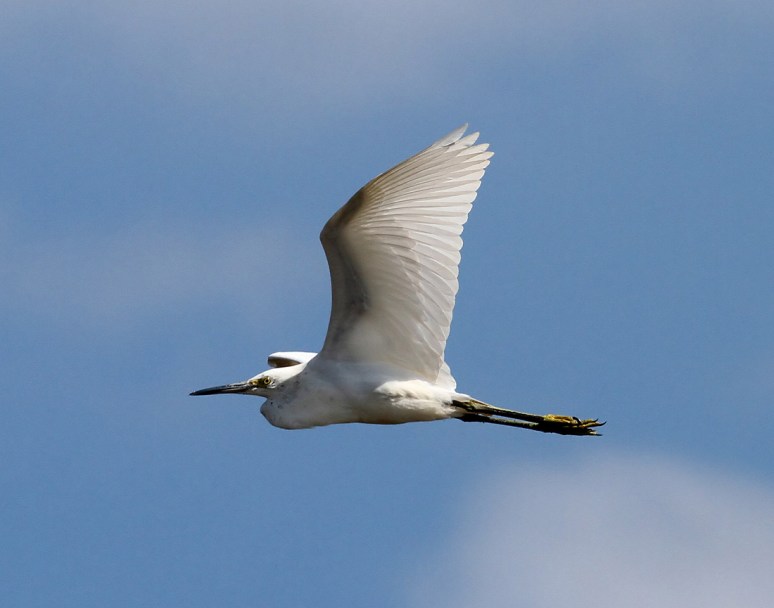Juvenile Little Blue Heron