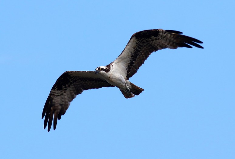 Osprey Looking Around