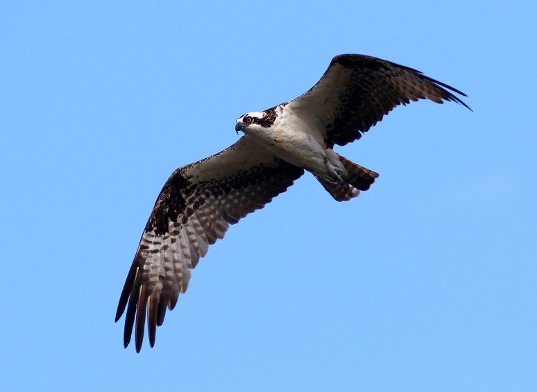Osprey Looking Around