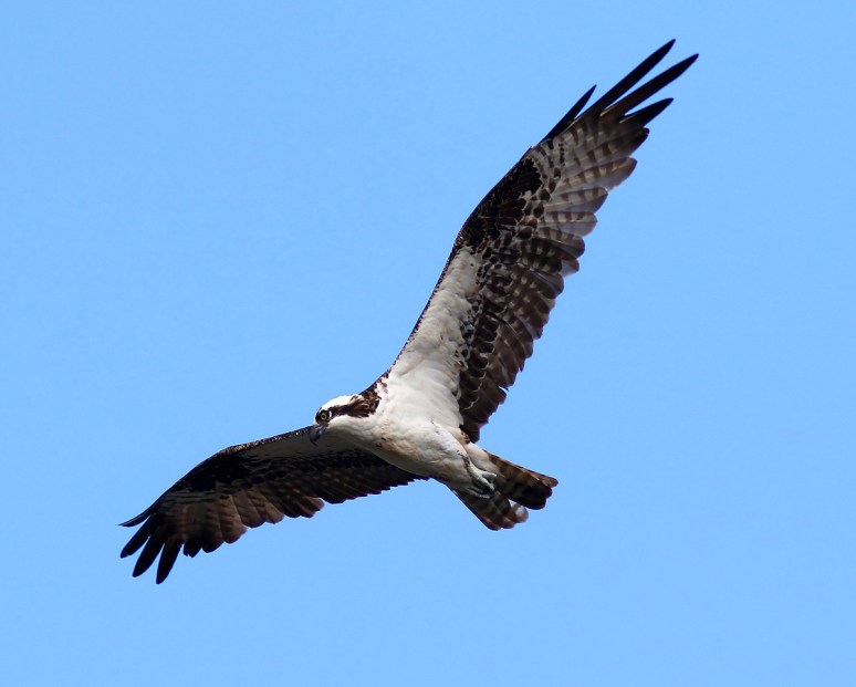 Osprey Looking Around