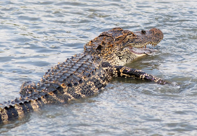 Score One For The Little Guys 