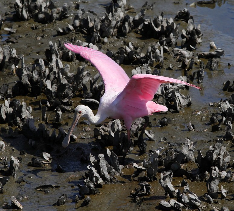 Spoonbill Dancing in the Oyster Beds 