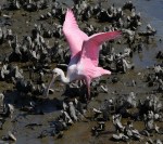 Spoonbill Dancing in the Oyster&nbsp;Beds