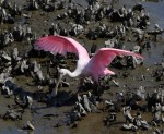 Spoonbill Dancing in the Oyster&nbsp;Beds