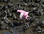 Spoonbill Dancing in the Oyster&nbsp;Beds