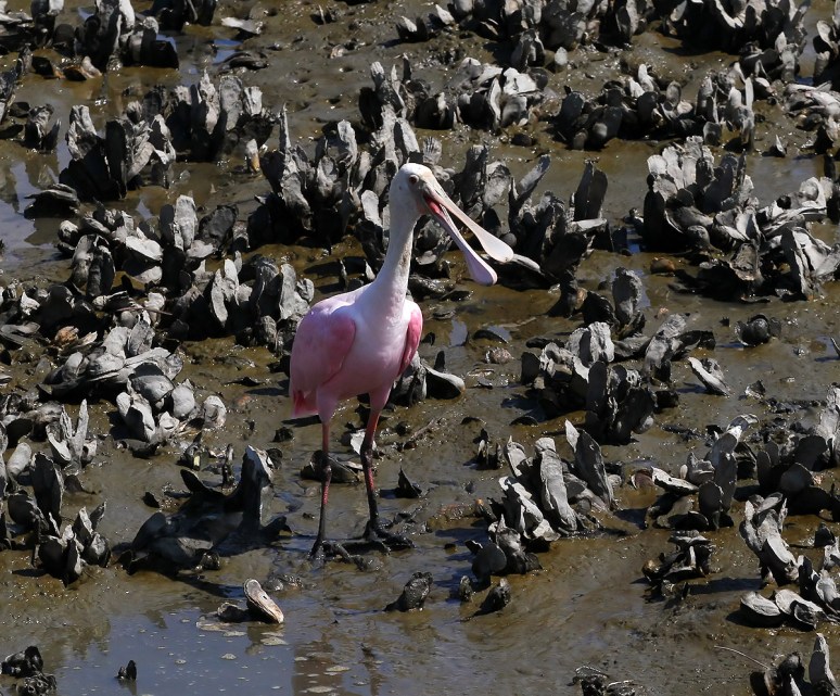 Spoonbill Dancing in the Oyster Beds 