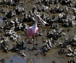 Spoonbill Dancing in the Oyster&nbsp;Beds