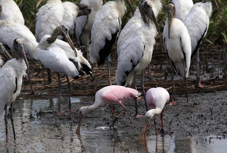 Spoonbills and Wood Storks 