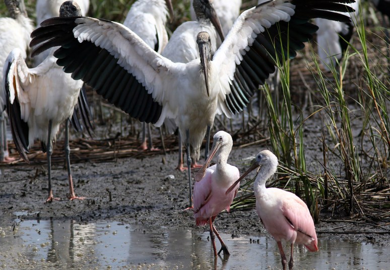 Spoonbills and Wood Storks 