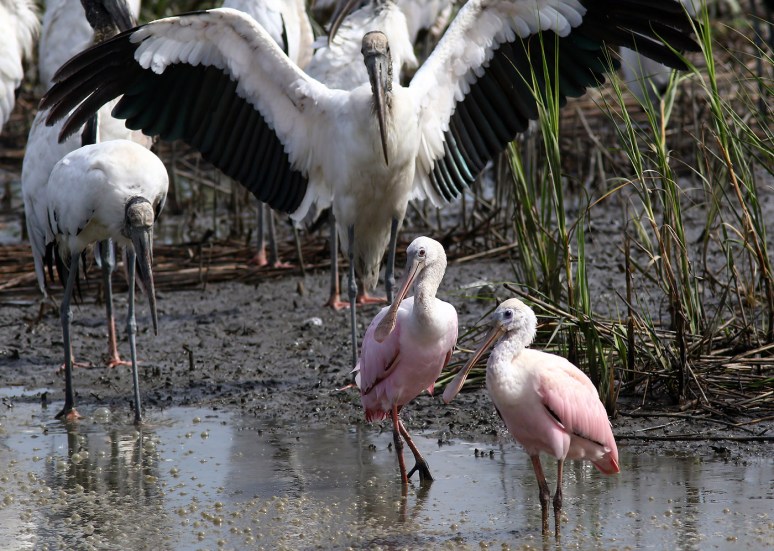 Spoonbills and Wood Storks 