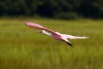 Spoonbills and Wood&nbsp;Storks
