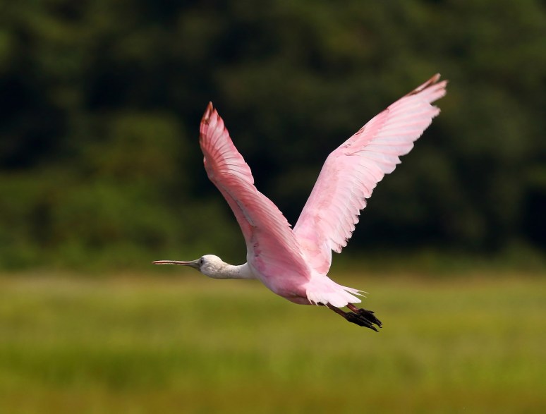 Spoonbills and Wood Storks 