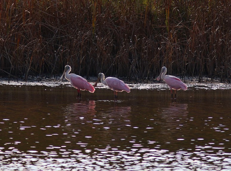 Spoonbills Arrive in the Marsh 