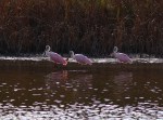 Spoonbills Arrive in the&nbsp;Marsh
