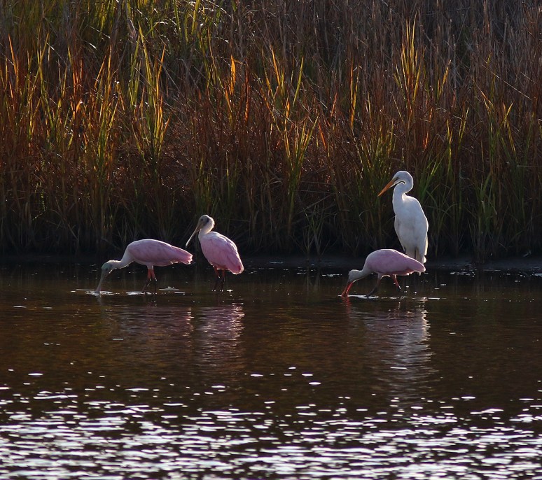 Spoonbills Arrive in the Marsh 