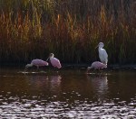 Spoonbills Arrive in the&nbsp;Marsh