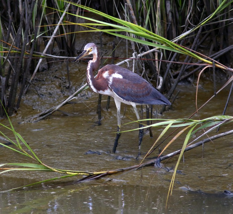 Tricolor Fishing in the Salt Marsh 